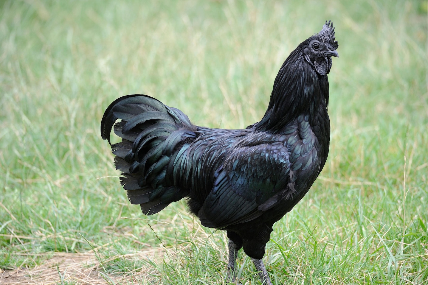 Black Chicken Meat: A Dark Delicacy