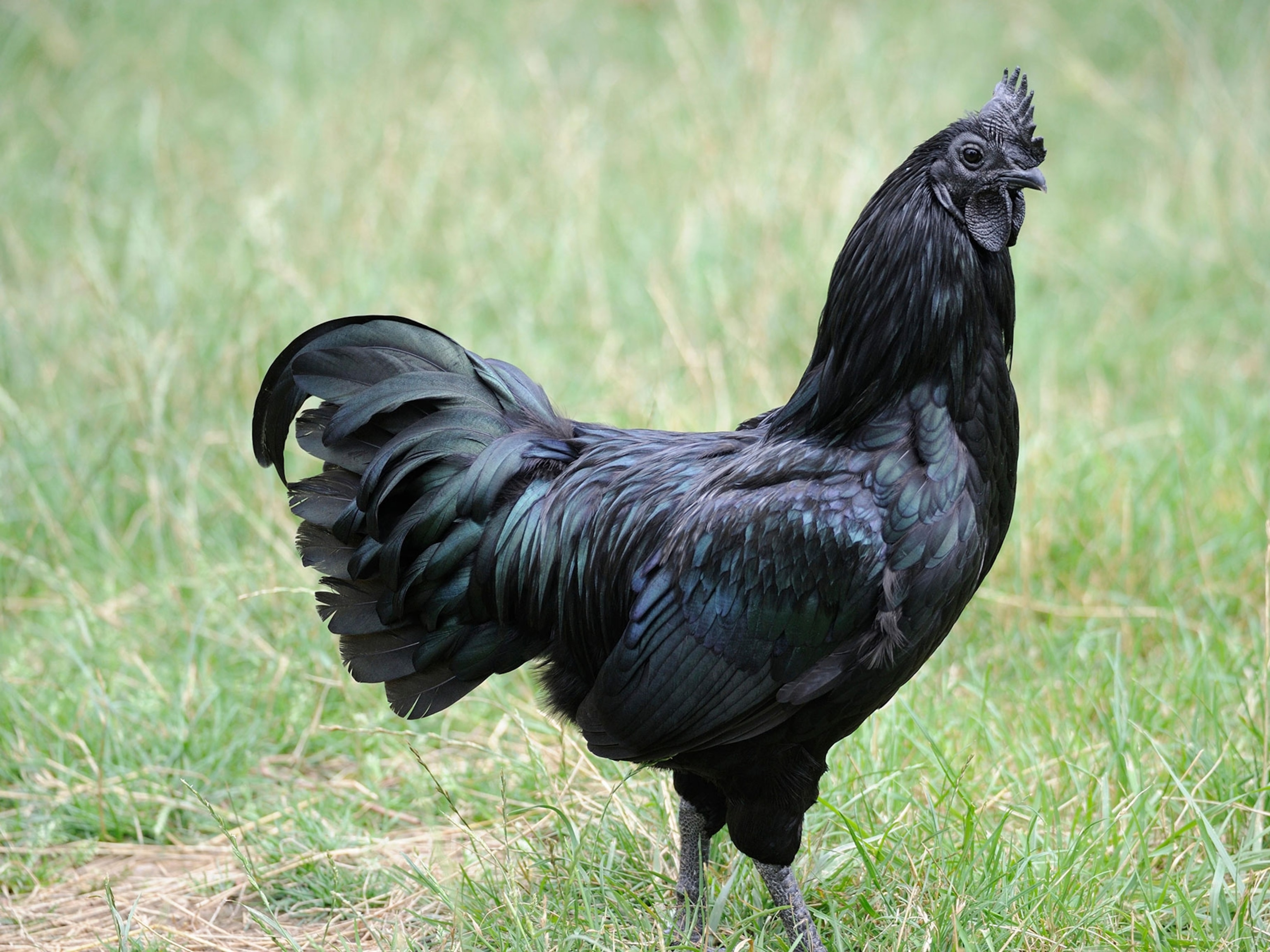 Black Chicken Meat: A Dark Delicacy