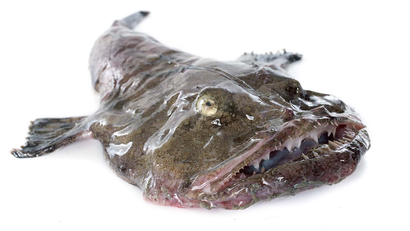 What Does Monkfish Taste Like: The Flavor Profile of Monkfish