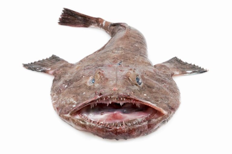 What Does Monkfish Taste Like: The Flavor Profile of Monkfish