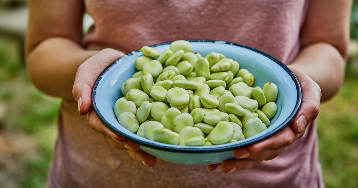 Lima Beans vs Fava Beans: Exploring Two Legume Varieties