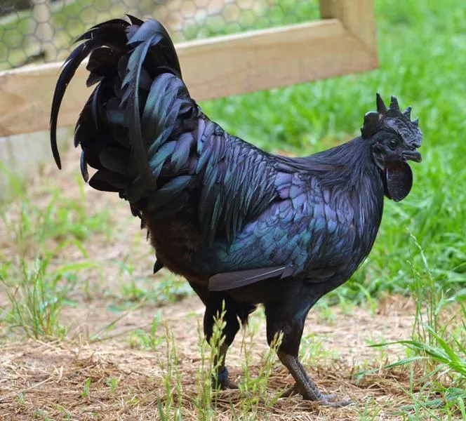 Black Chicken Meat: A Dark Delicacy