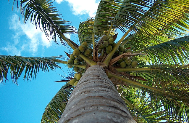 Coconut Sugar vs Coconut Palm Sugar: Sweeteners from the Tropics