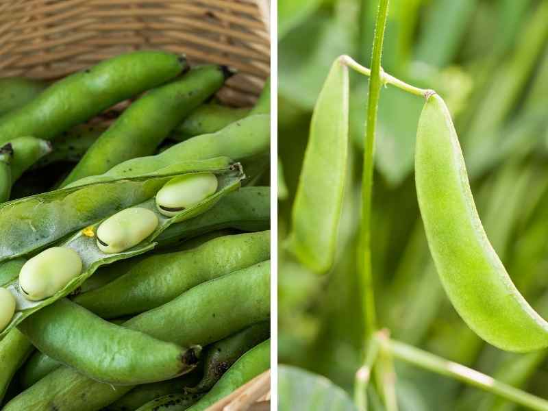 Lima Beans vs Fava Beans: Exploring Two Legume Varieties