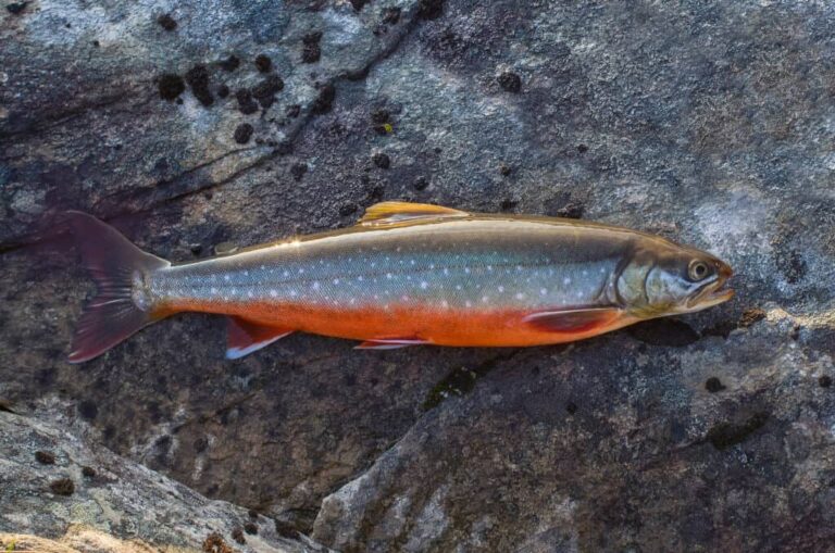 What Is Arctic Char: Discovering a Cold-Water Fish Variety