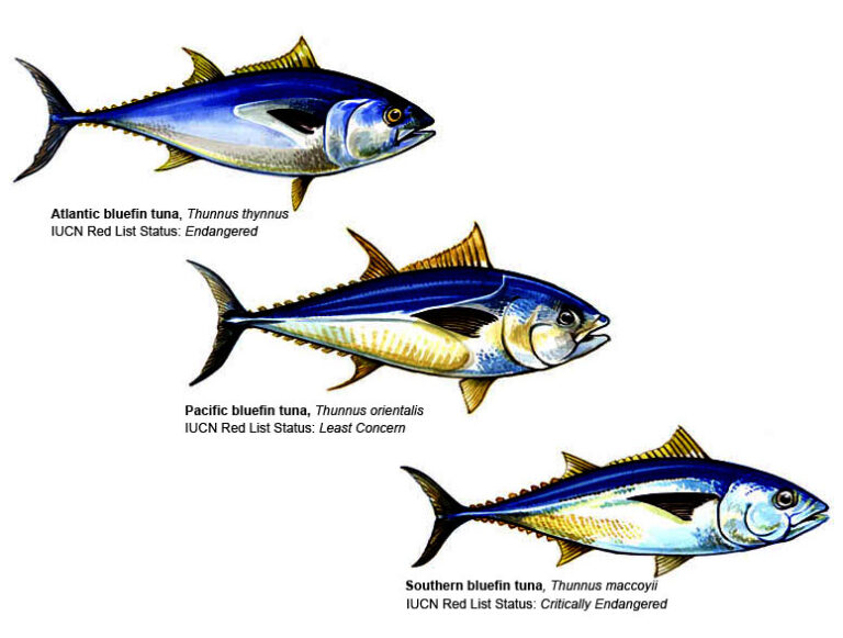 Yellowfin vs Yellowtail Tuna: Exploring Tuna Varieties